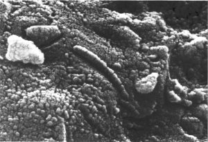 Electron microscope studies revealed chain structures in meteorite fragment ALH84001. Credit: NASA 